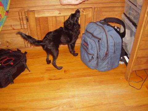 1996 Ford F-150 - A black dog is looking up towards a person's foot, with a blue backpack nearby on a wooden floor.