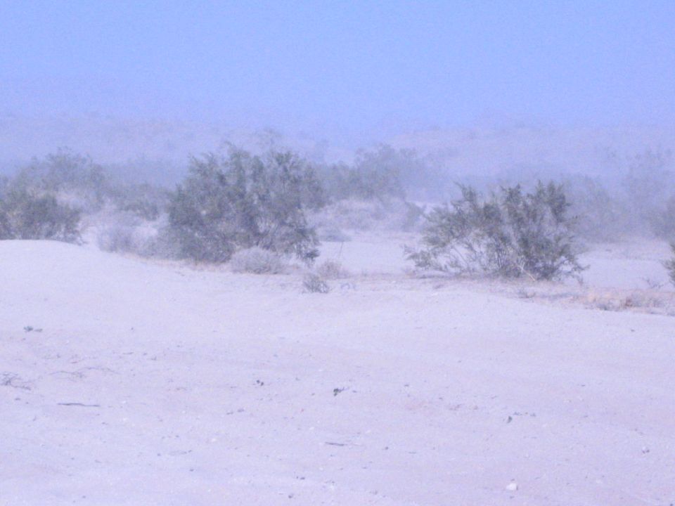 Desert sand dune with scattered scrub bushes under hazy sky