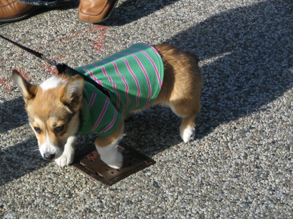 Corgi dog wearing a green and pink striped shirt stands on a metal grate