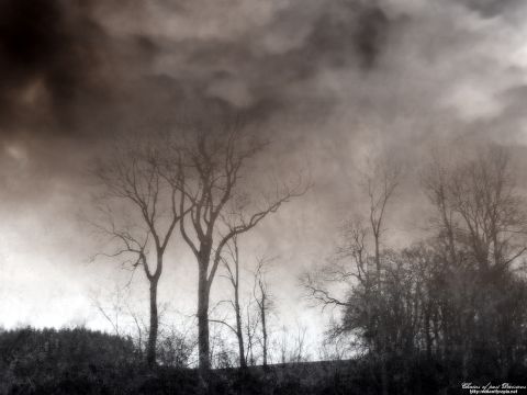 1991 Ford LTD Crown Victoria - A moody landscape scene with silhouetted trees against a stormy sky, a website watermark.