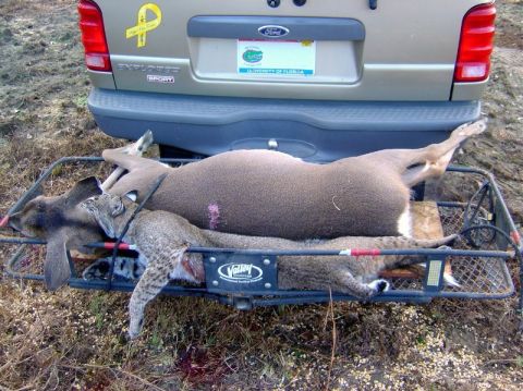 1986 Ford Bronco - Bobcat that attacked a deer while down.