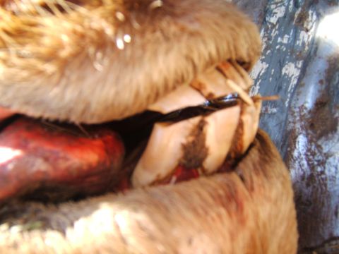 1995 Ford Probe - This image shows the teeth and fur of an animal, with some red material beneath.