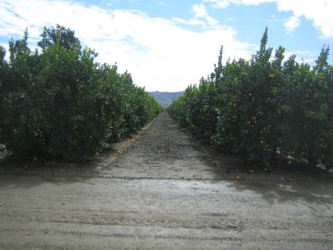 1968 Ford Mustang - A view down a dirt path in an orange grove, with rows of trees on either side stretching towards a distant hill.