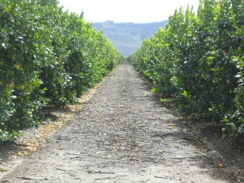 1968 Ford Mustang - A long dirt road passes through an orchard, leading towards distant hills under a bright sky.