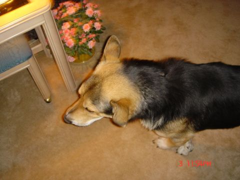 1991 Ford Bronco - A dog rests on the carpet next to a table and a vase of flowers.