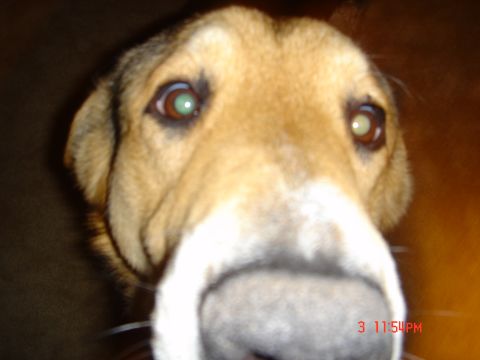 1991 Ford Bronco - A dog's face fills the frame, with a visible watermark in the lower right corner.
