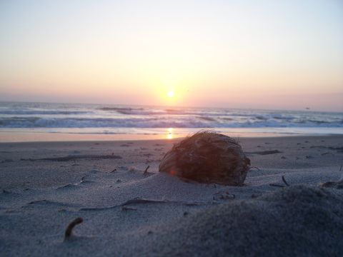 1994 Ford Probe - Sunset over the ocean with a coconut on the sandy beach. The image has a SUPERMOTORS watermark.