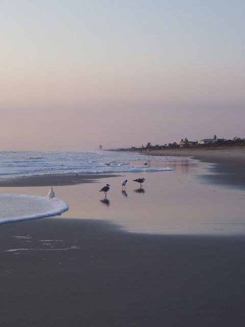 1994 Ford Probe - Seagulls gather on the shore as waves lap the beach during a pastel-colored sunrise.