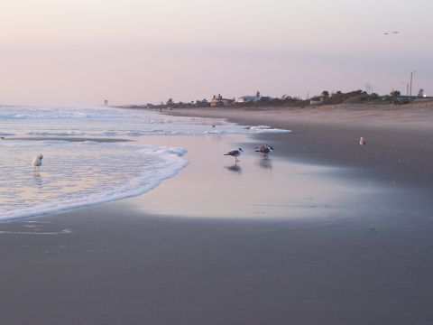1994 Ford Probe - Seagulls gather on the wet sand as waves lap the shore during a pastel-colored sunrise.