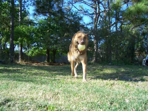 1994 Ford Probe - A dog stands in a yard, holding a ball in its mouth, ready to play fetch.