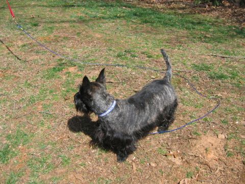 1985 Ford LTD Crown Victoria - A Scottish terrier with a brindle coat stands on a leash in a grassy area.