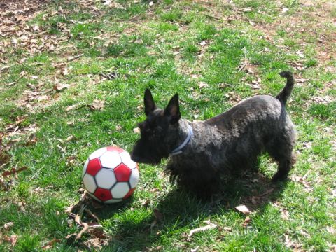 1985 Ford LTD Crown Victoria - A Scottish Terrier plays with a soccer ball in a grassy yard.