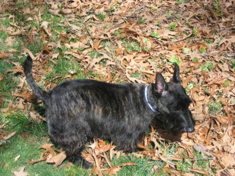 1985 Ford LTD Crown Victoria - A brindle Scottish Terrier with a blue collar stands outdoors among fallen leaves and grass.