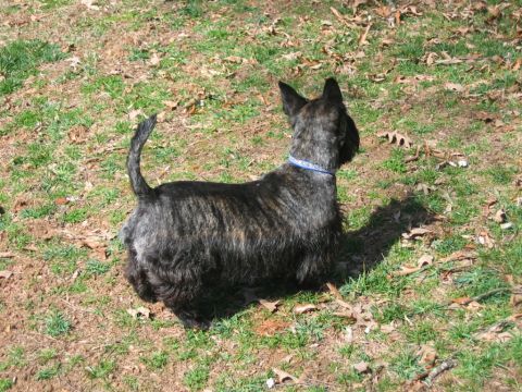 1985 Ford LTD Crown Victoria - A brindle Scottish Terrier is viewed from the side, standing on a patch of grass and dirt with fallen leaves.