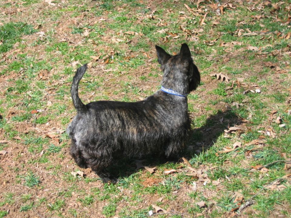 Brindle Scottish Terrier with a blue collar stands on grass and dirt