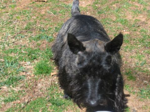 1985 Ford LTD Crown Victoria - A Scottish terrier is shown outdoors in a grassy area.