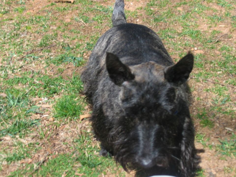 Scottish terrier in a grassy area