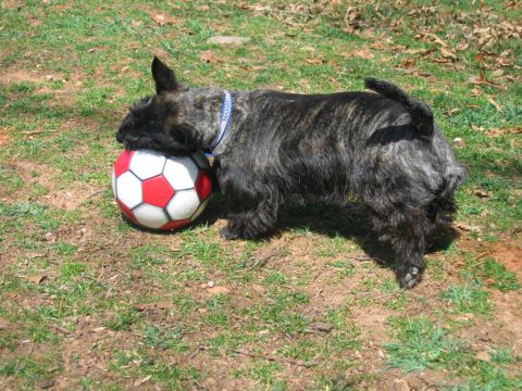 1985 Ford LTD Crown Victoria - A brindle dog rests its head on a soccer ball in a grassy outdoor area.