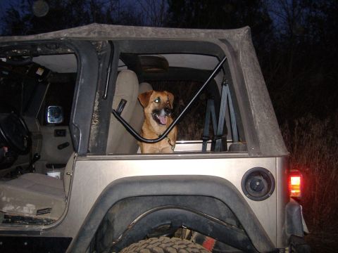 2004 Jeep Wrangler - A happy dog sits in the passenger seat of a silver Jeep TJ, viewed from the rear.