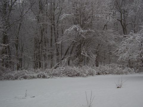 1997 Ford Taurus - A winter scene shows a snow-covered forest with bare trees and bushes.