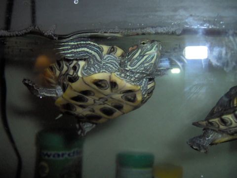 1996 Ford Probe - Two turtles are visible in a tank, with one swimming near the surface.