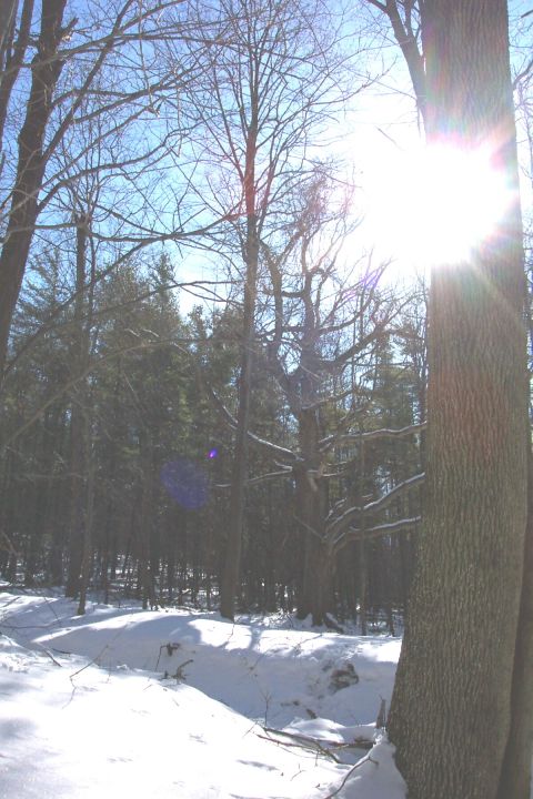 1979 Ford F-150 - A winter scene in a forest with snow on the ground and bright sun shining through the trees.