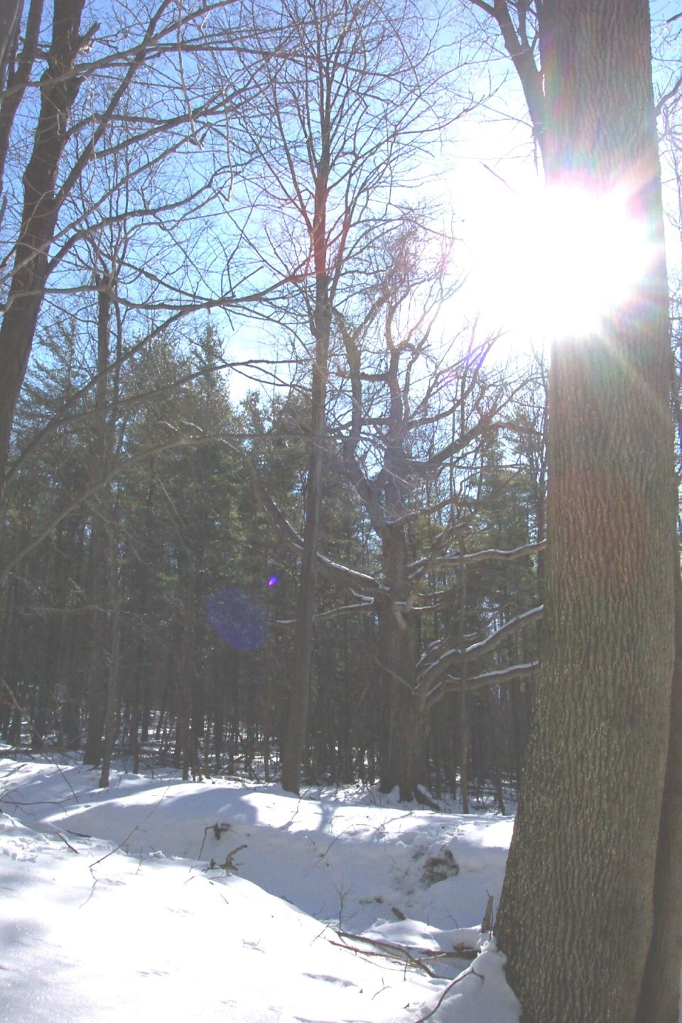 Snowy forest with bare trees and bright sun flare