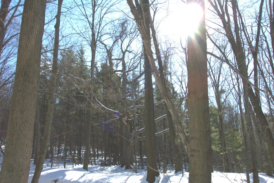 Winter forest with snow on the ground and sun shining through bare trees