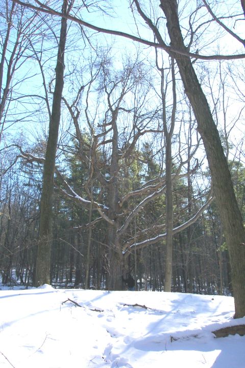 1979 Ford F-150 - A winter scene in a forest with snow on the ground and bare branches against a blue sky.