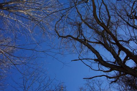 1979 Ford F-150 - The SuperMotors logo is visible in the lower right corner of this image bare tree branches against a clear blue sky.