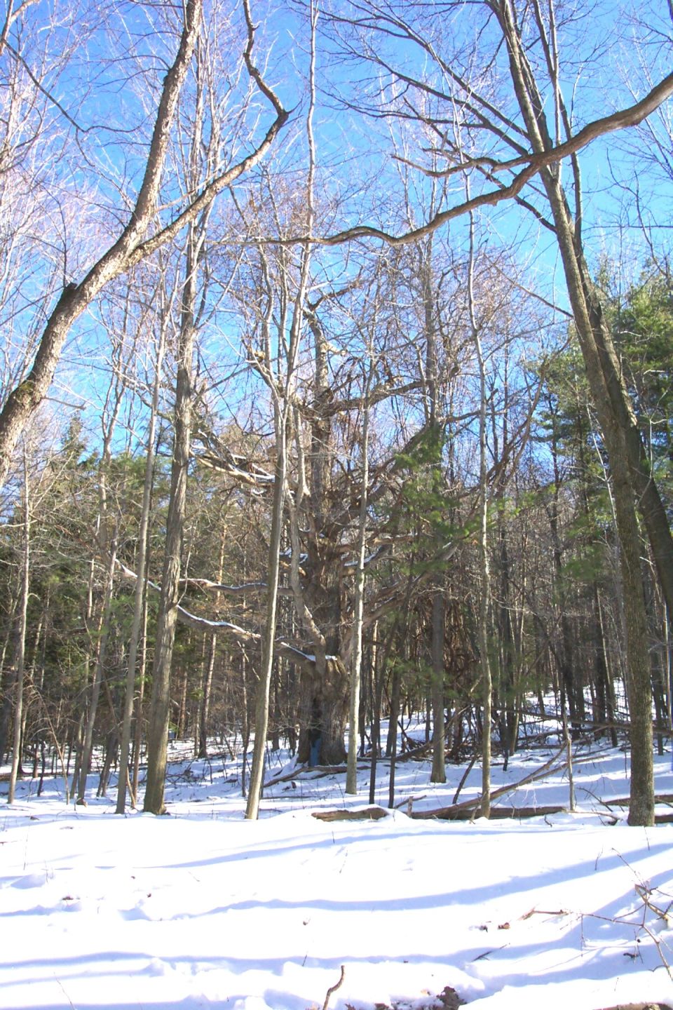 Snowy forest scene with bare trees and a large, old tree in the background
