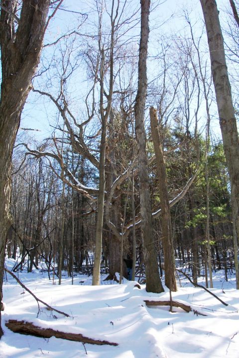 1979 Ford F-150 - A person stands in a snow-covered forest with bare trees and a clear blue sky.