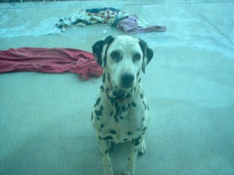 2004 Ford F-150 - A Dalmatian dog sits on a concrete surface, with laundry scattered behind it.