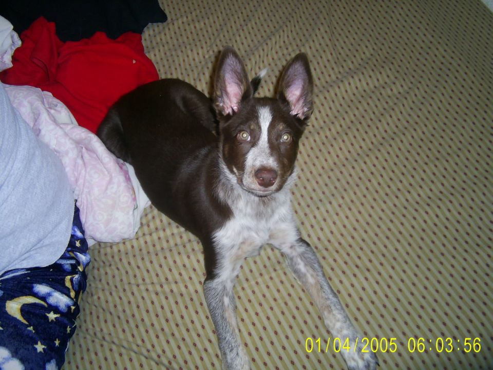 Brown and white puppy with big ears lying on a patterned bedspread, date stamp 01/04/2005