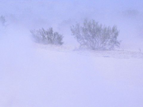 Hazy pale-blue desert scene with two desert shrubs partly obscured by dust