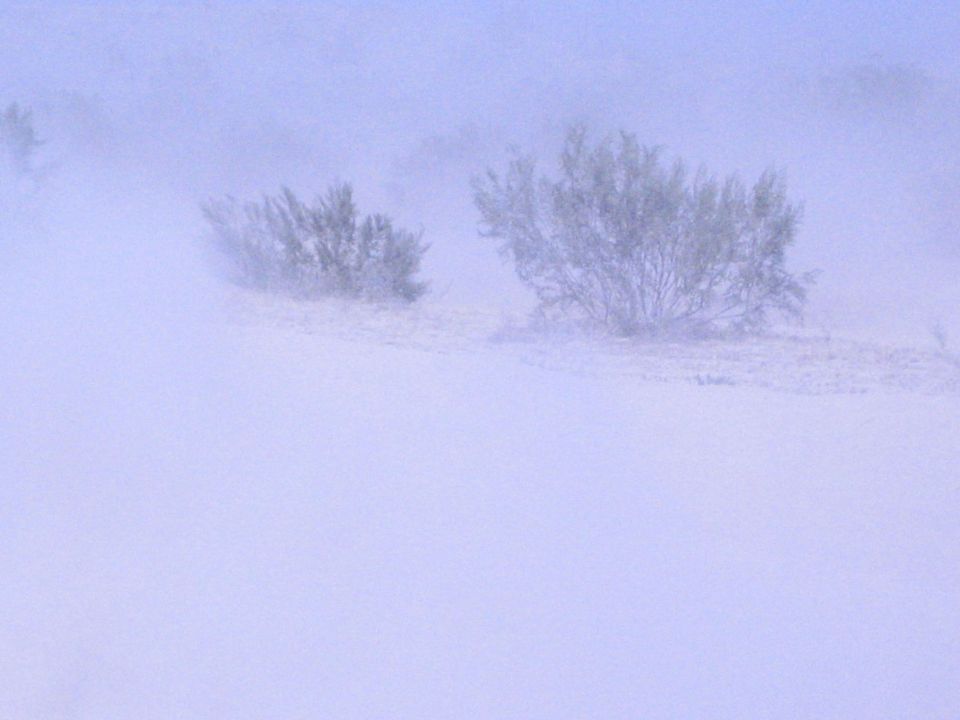 Hazy pale-blue desert scene with two desert shrubs partly obscured by dust