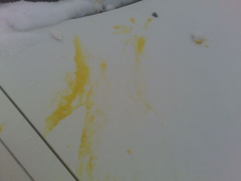 1996 Ford Probe - The vehicle's hood is covered in snow and has yellow stains on it.