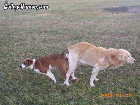 1992 Ford Bronco - Two dogs are mating in a grassy field with a "CollegeHumor.com" watermark.