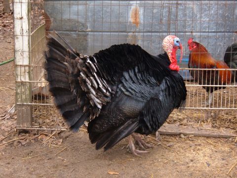 1966 Ford Ranchero - A large black turkey stands in a pen, with a rooster visible in the background.