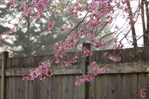 2001 Ford Taurus - A wooden fence is partially obscured by blooming cherry blossom branches.