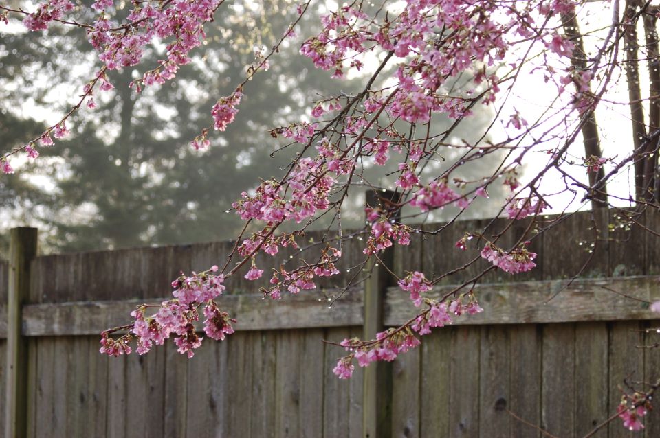 Wooden fence with cherry blossoms in the foreground