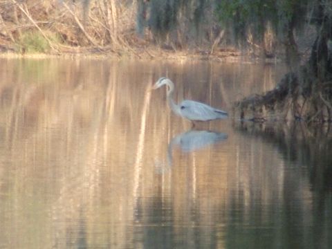 1966 Ford Ranchero - Great Blue Heron stands in water, its reflection visible below.