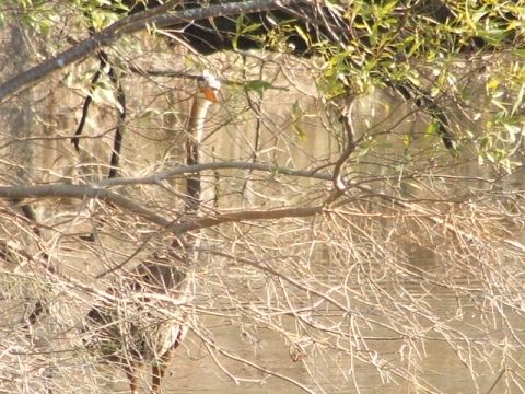 1966 Ford Ranchero - A bird is partially visible amongst the dense foliage and branches of trees.