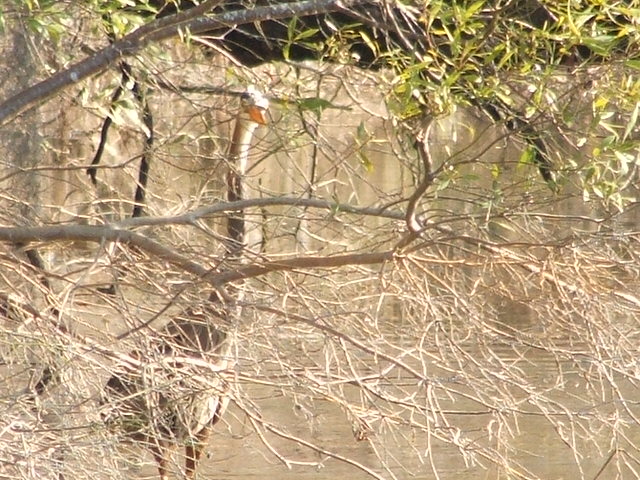 Bird with orange beak and white head peeking through branches