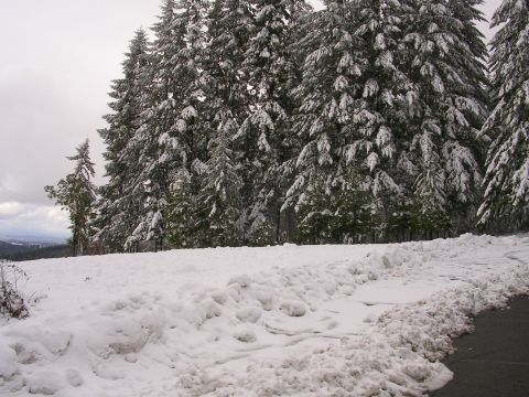 1989 Nissan 300ZX - A winter scene snow-covered pine trees and a snow bank along the side of a road.