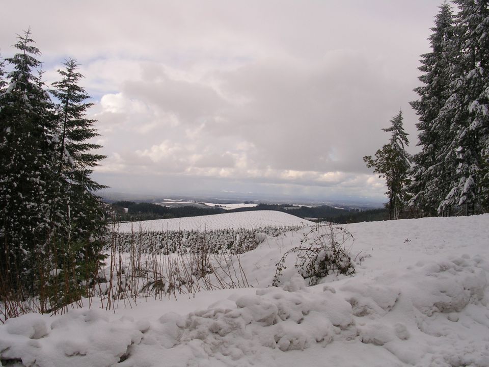 Snow-covered landscape with pine trees on the right and left, rolling hills in the distance under a cloudy sky