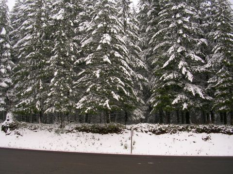 1989 Nissan 300ZX - A dense forest of snow-covered evergreen trees lines a road during winter.