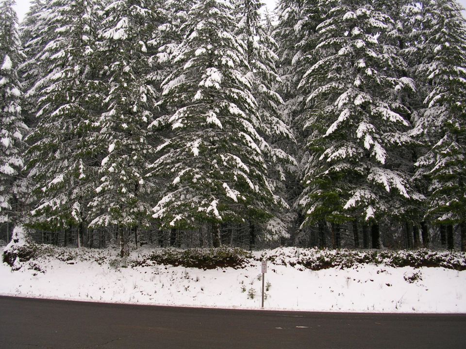 Snow covers the branches of many evergreen trees, with a road in the foreground