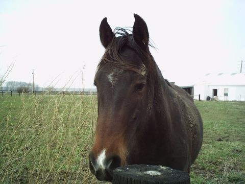 1986 Ford Bronco - A horse stands in a grassy field with a building in the background.