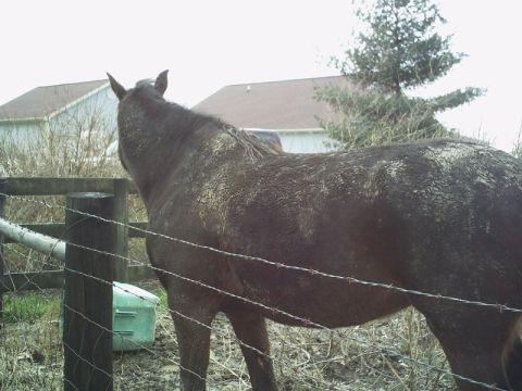 1986 Ford Bronco - A horse is seen in a rural setting behind a fence.